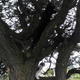 April 2015: Pixie and Sylvan Jinx playing in a tree at K-Mart Parking lot. Image via Jesse Dorsett